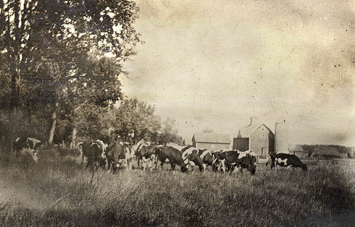 Elmer's milking herd wanders the alfalfa on the farm.