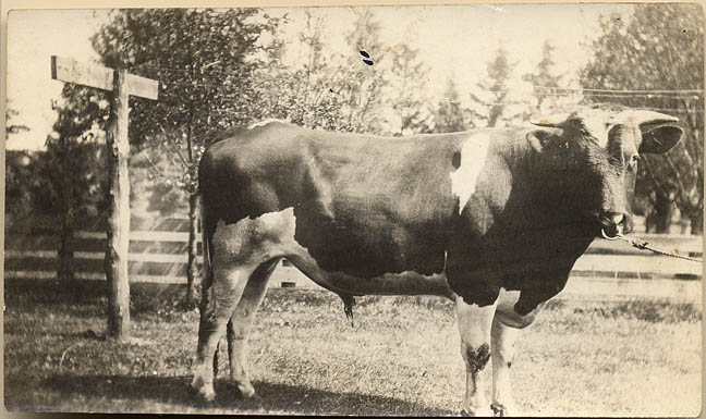 The pure bred Holstein Bull grew in size through the years