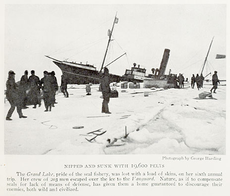 1929 Ship Grand Lake sinks with 19,600 seal pelts