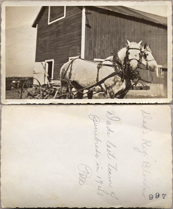 Percheron pair harnessed in front of the barn