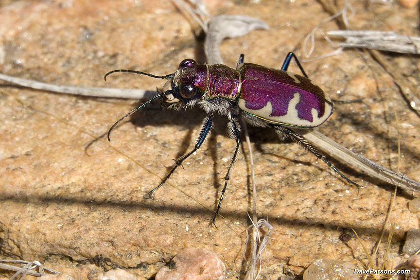 Tiger Beetle