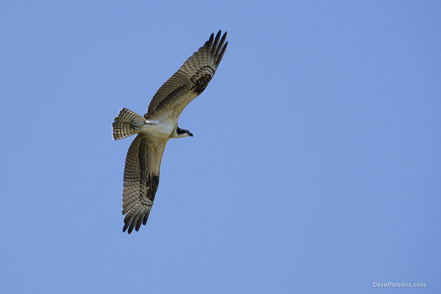 osprey