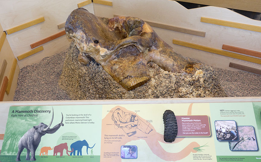 Columbin mammoth skull with tooth