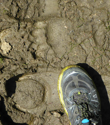 Bear and horse tracks pressed in the muddy Portal Creek Trail near the campground in July.