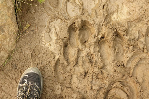 Wide caribou tracks pressed in the goopy mud next to my foot near the Maccarib Campground.