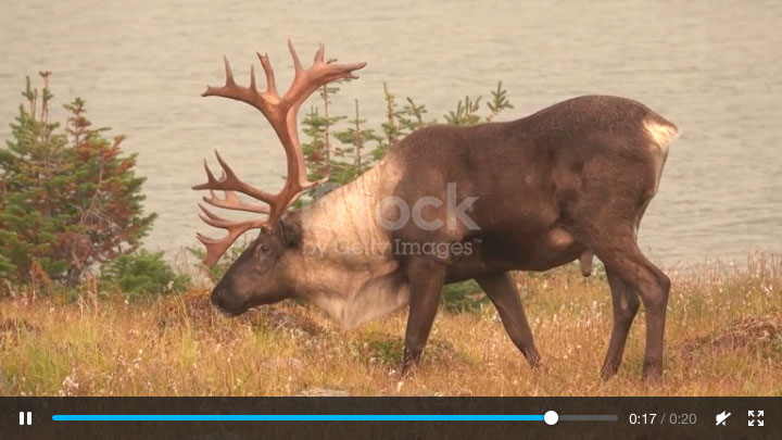 Caribou grazes