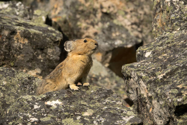 Quick moving pikas could disappear in a moment and reappear elsewhere. 
