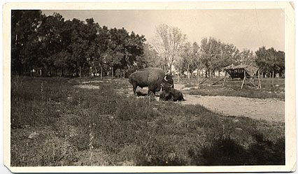 bison at City Park