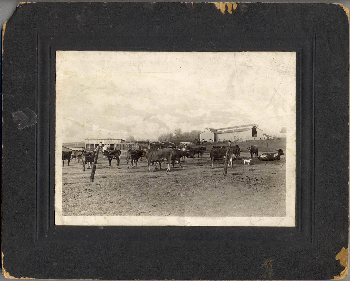 Early 1900s Littleton cattle ranch. Stamped on the back of the photo with 'PHOTO BY BROWNING LITTLETON COLORADO'.