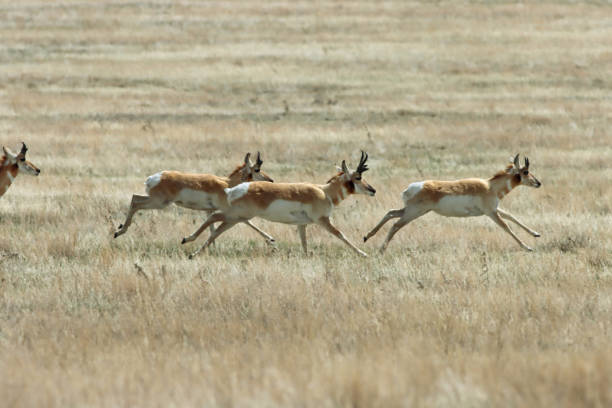 On the plains in northern Colorado in Weld County a herd of wild pronghorn run with ease on the prairie of the Pawnee National Grasslands.