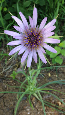 Purple salsify flower