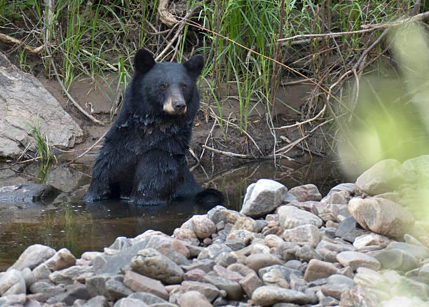 A female black bear enjoys sitting and scratching in the cool waters of the South Platte River in Waterton Canyon on a hot August day after grazing on acorns in scrub oak trees with her two cubs nearby, fattening up for the winter months in Littleton, Colorado