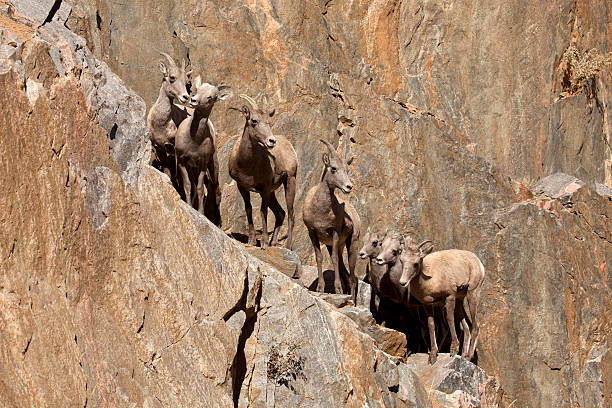 Bunching up, a herd of bighorn sheep lambs and ewes, scale a rocky cliff face in Waterton Canyon outside Denver, Colorado.