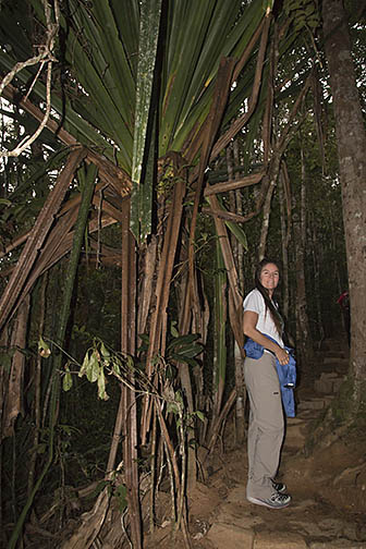 Anna stands next to one of the tall, razor sharp, spiny leafed pandanus or screwpine, a tall, palm-like tree found throughout the forest.
