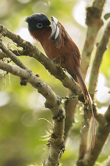 Preening in the tree tops, a Madagascar paradise flycatcher, works on his wing feathers in Andasibe National Park. 