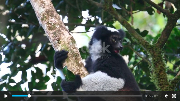 Indri eating leaf videomccc