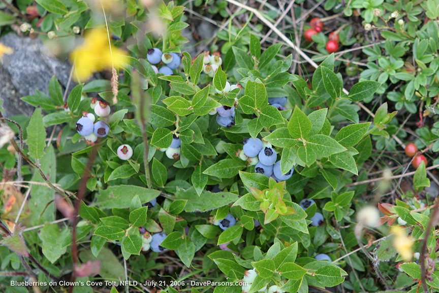 blueberries