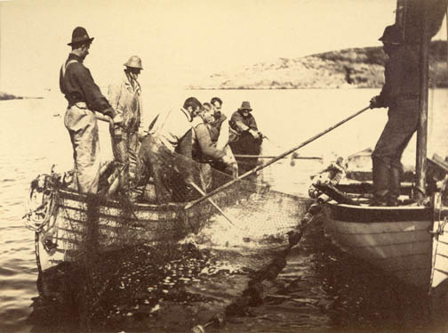 Early Simeon Parsons photo - fisherman harvesting cod off Labrador Coast
