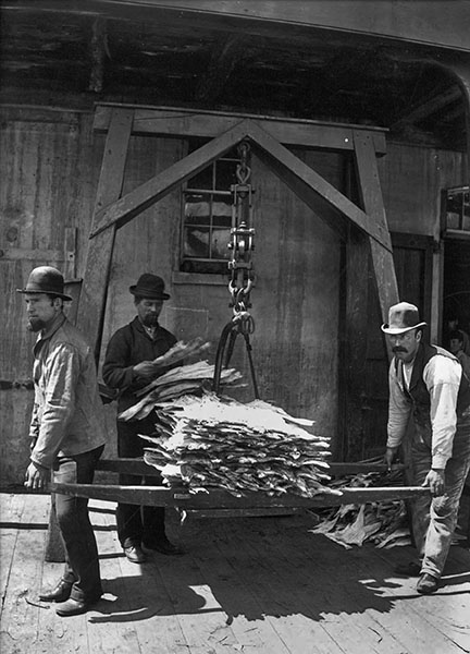 weighing cod