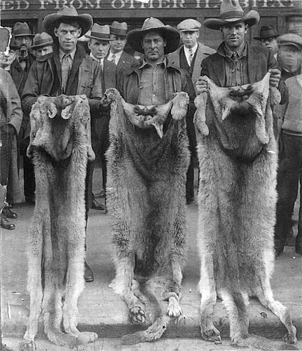 1924 photo mountain lions killed for $25.00 bounty Colorado