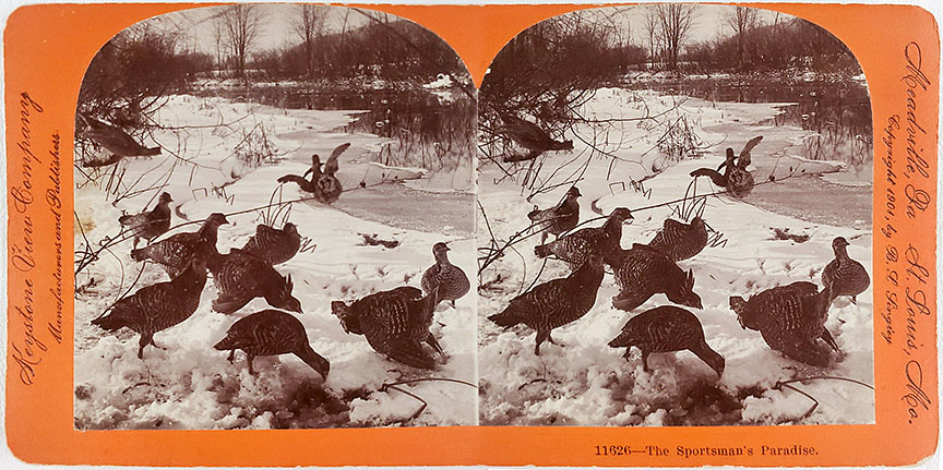 1901 stereoview of prairie chickens