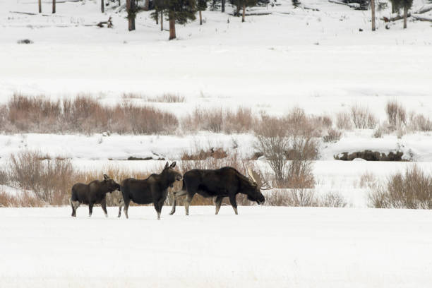 In a row walking in the snow, a wild bull moose with large antlers walks with a sow and calf across the snowy Round Prairie valley with the willow filled Soda Butte Creek in Yellowstone National Park, Wyoming