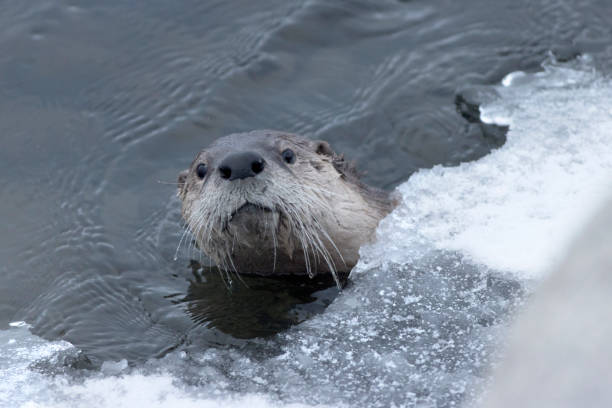 Swimming and diving, a wild river otter peeks out from the snow covered ice in the Lamar River in Yellowstone National Park in Wyoming