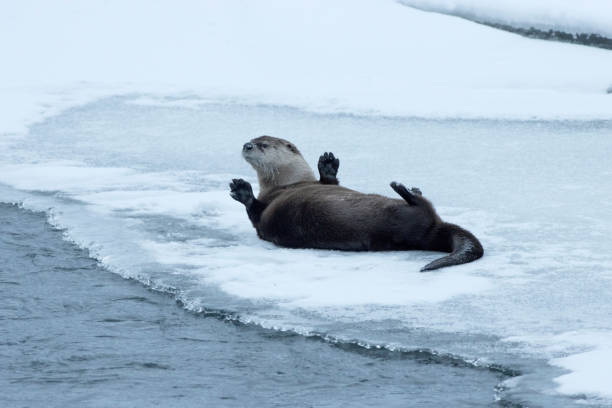 With his front paws in the air, a wild river otter rolls on the snow covered ice in the Lamar River in Yellowstone National Park in Wyoming.